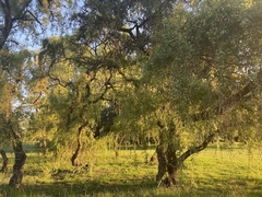 Salix babylonica tortuosa