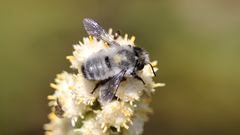 Megachile saulcyi