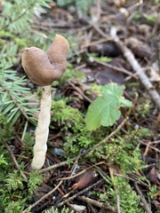 Helvella compressa