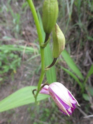 Bletia purpurea image