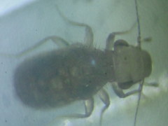 Lepinotus patruelis