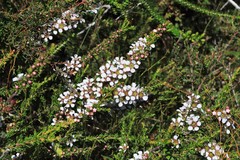 Leptospermum liversidgei