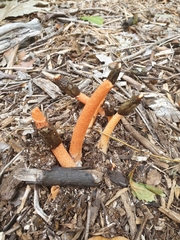 Phallus rubicundus