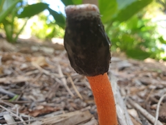 Phallus rubicundus
