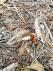 Phallus rubicundus