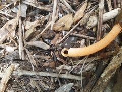 Phallus rubicundus
