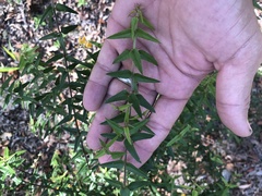 Podolobium aciculiferum