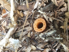 Phallus rubicundus