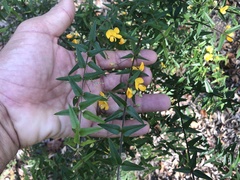 Podolobium aciculiferum