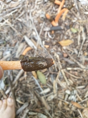 Phallus rubicundus