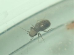 Lepinotus patruelis