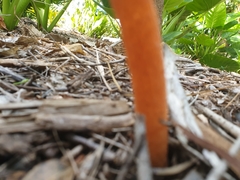 Phallus rubicundus