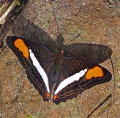 Adelpha calliphane
