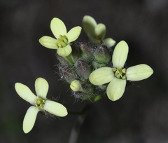 Camelina rumelica