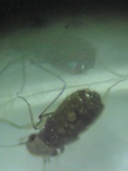Lepinotus patruelis