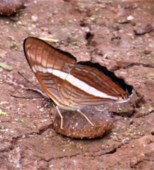 Adelpha calliphane