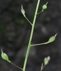 Camelina rumelica