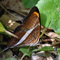 Adelpha calliphane