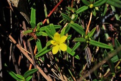 Hibbertia salicifolia