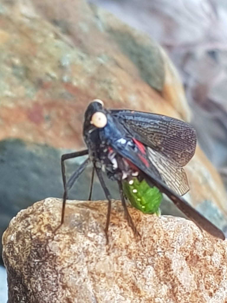 green and black planthopper