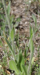 Camelina rumelica