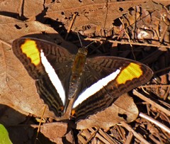 Adelpha calliphane