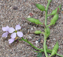 Cakile maritima maritima