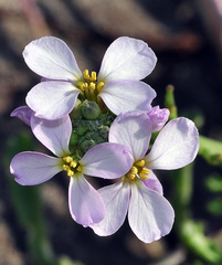 Cakile maritima maritima