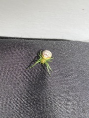 Bijoaraneus praesignis