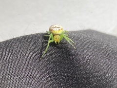 Bijoaraneus praesignis