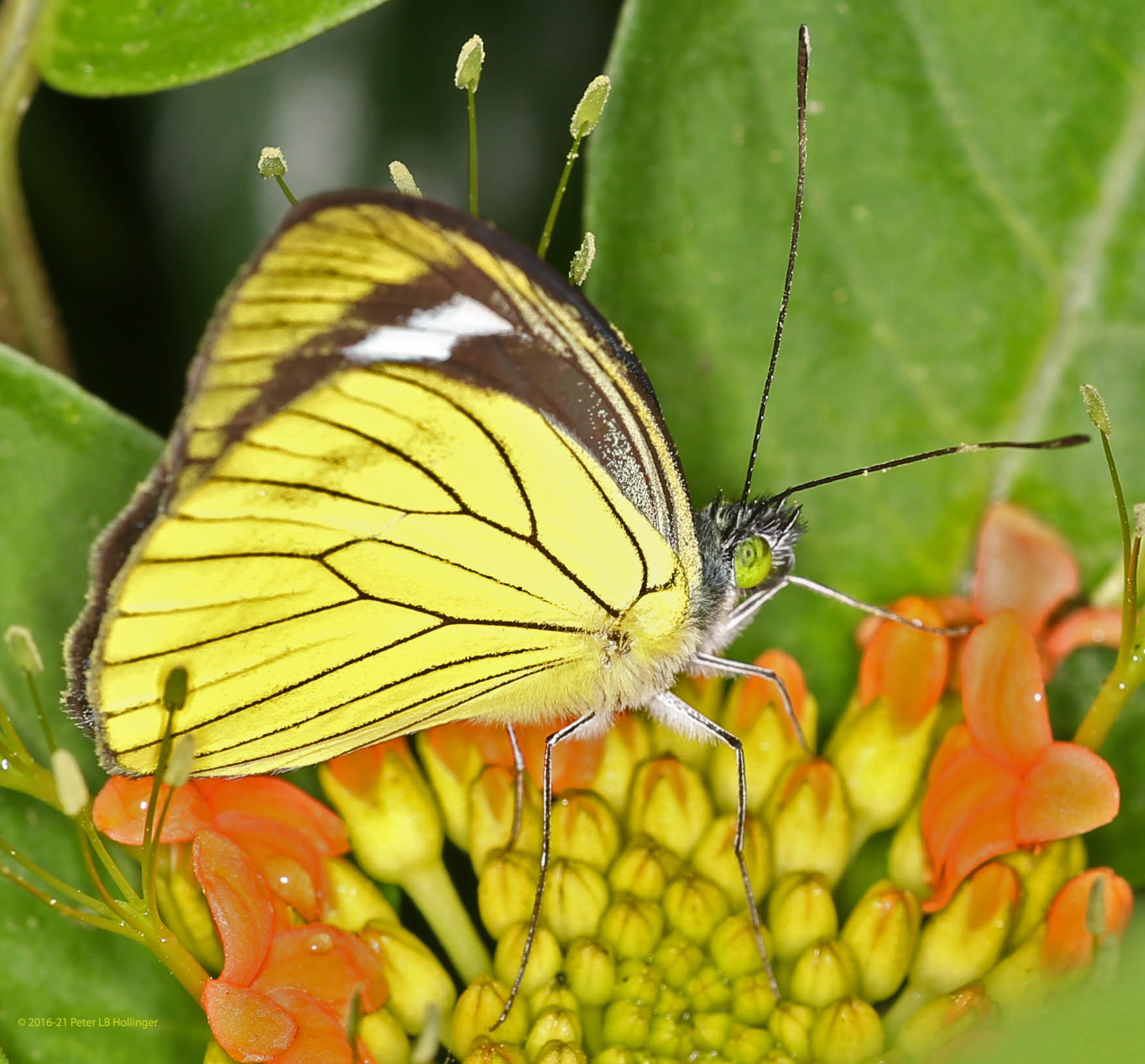 Leptophobia caesia image