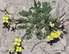Brassica repanda almeriensis