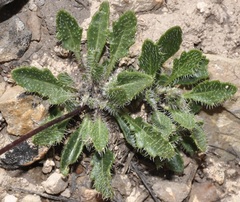 Brassica repanda almeriensis