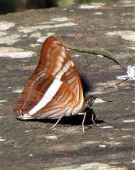 Adelpha calliphane
