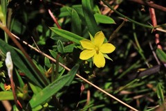 Hibbertia salicifolia
