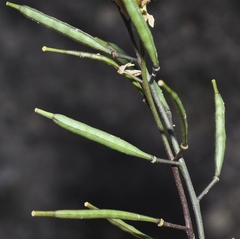 Brassica repanda almeriensis