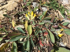 Anthyllis vulneraria alpestris