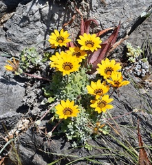 Gazania lanata