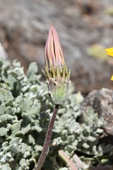 Gazania lanata