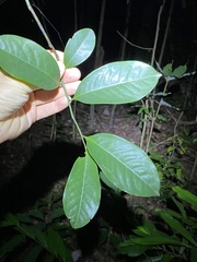 Eupomatia laurina