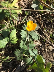 Ranunculus serpens