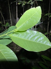 Eupomatia laurina