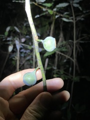 Eupomatia laurina