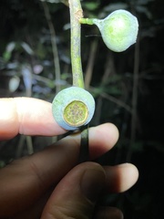 Eupomatia laurina