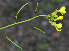 Brassica repanda