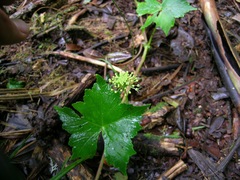 Hydrocotyle hexagona