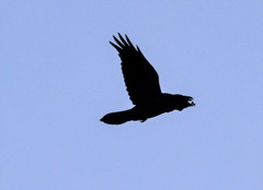 Corvus corax kamtschaticus