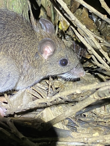 Rattus