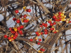 Celastrus orbiculatus