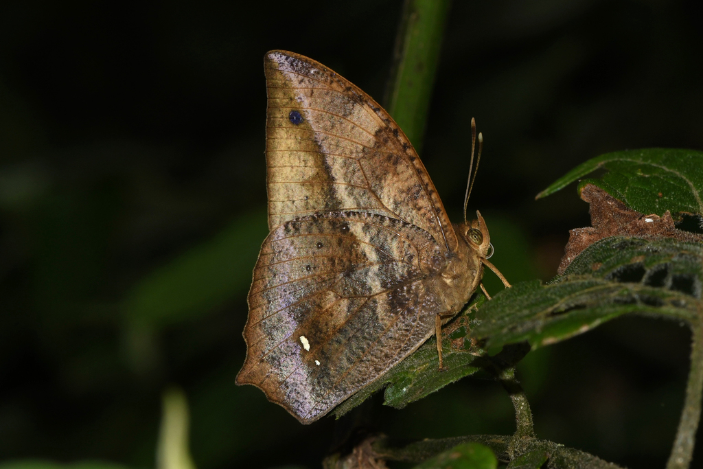 Narope cyllene